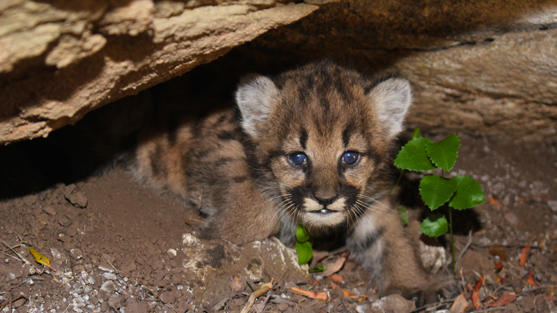 One of four baby mountain lions discovered in the Santa Monica Mountains earlier this year.